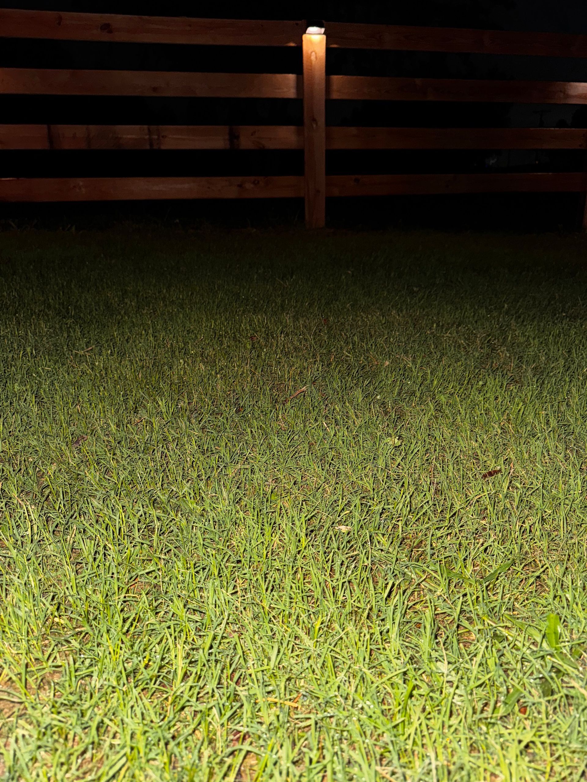 Green grass illuminated at night with a wooden fence in the background.