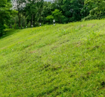 Green grassy hillside leading up to a treeline.