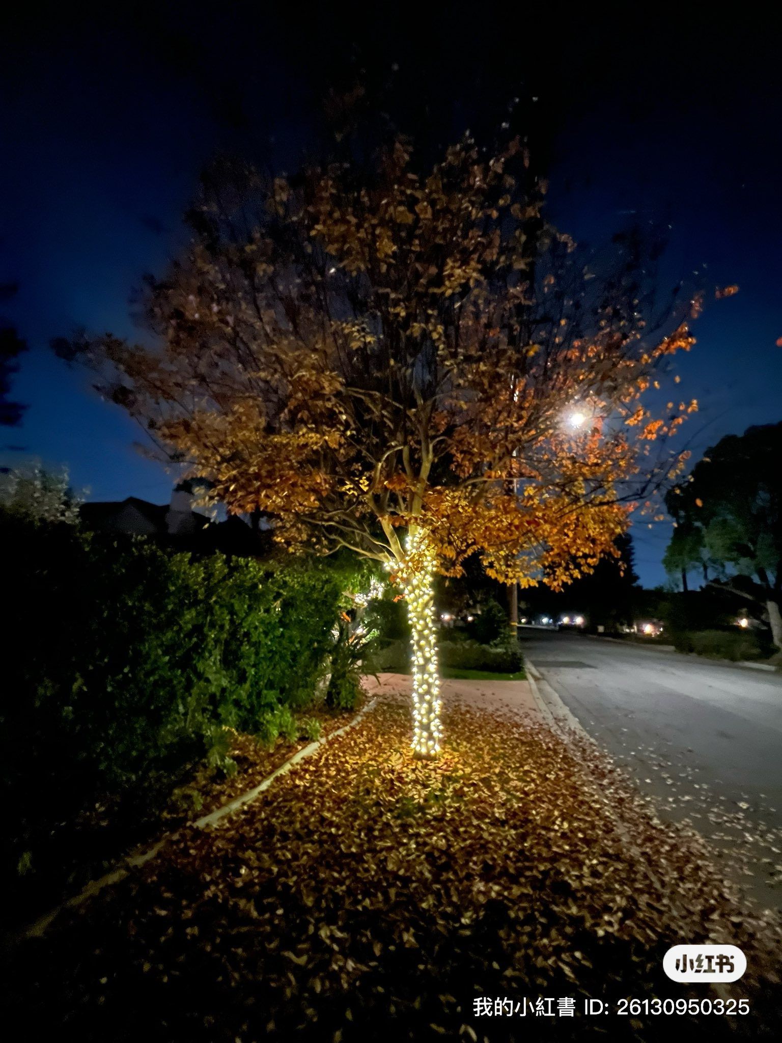 A tree trunk wrapped in warm fairy lights stands on a sidewalk covered in fallen leaves at night.