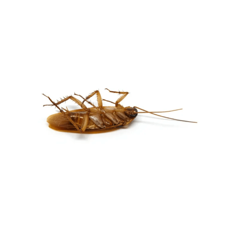 Cockroaches