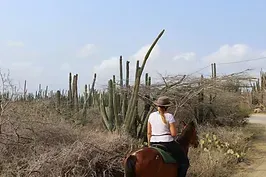 A woman is riding a horse on a dirt road in the desert.