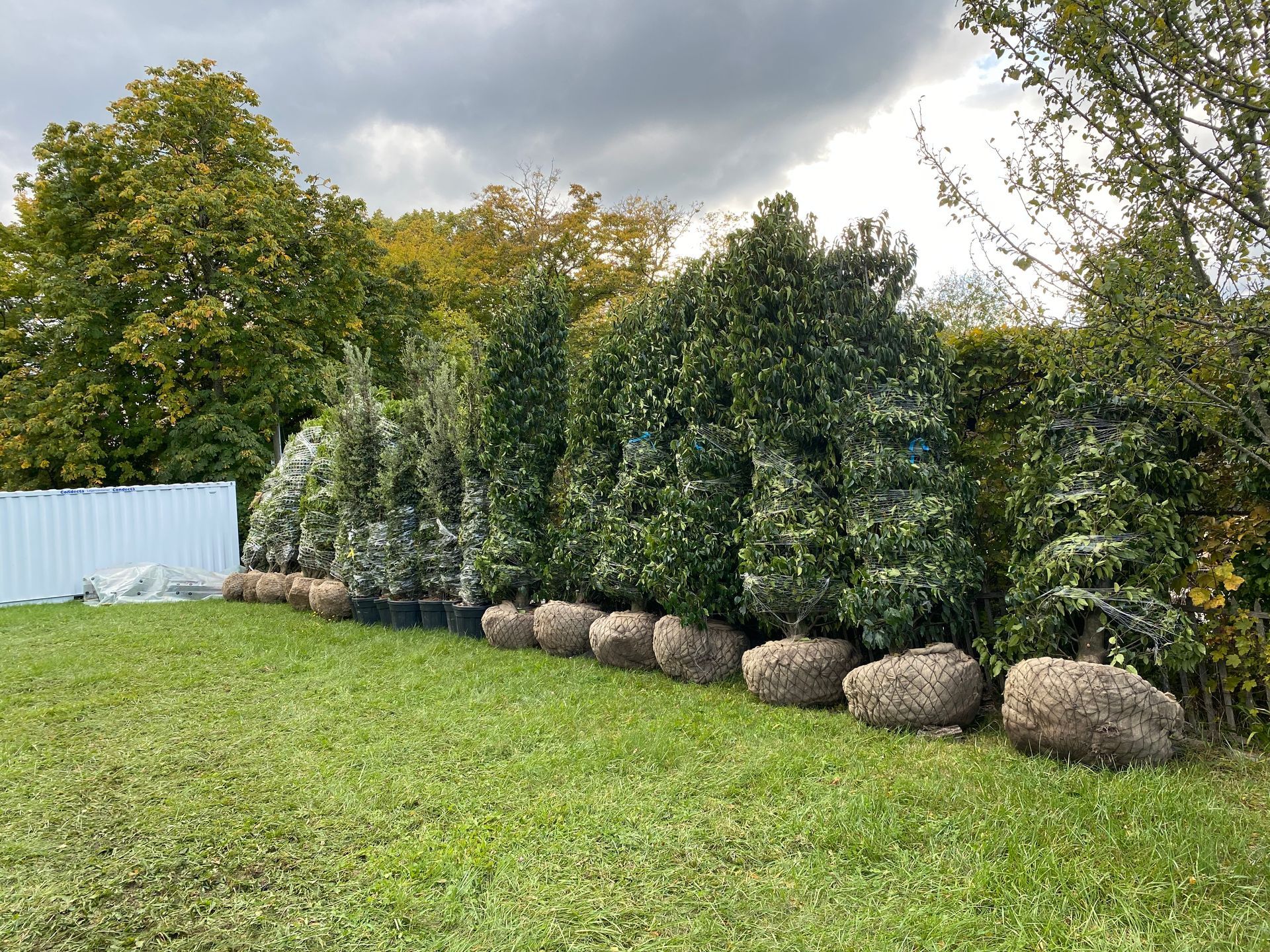 une rangée d' arbres en pots dans un champ .