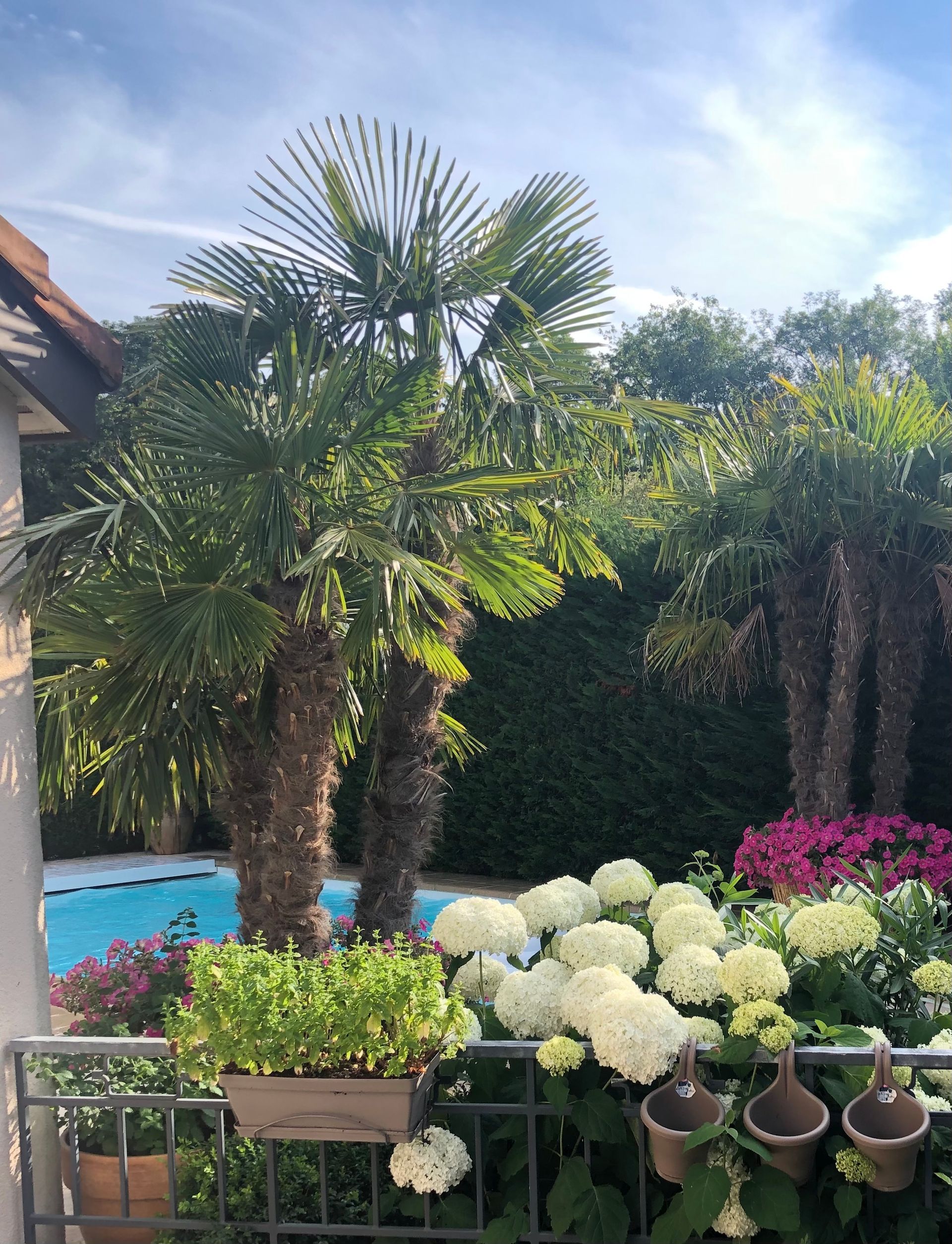un balcon avec des pots de fleurs et des palmiers à côté d' une piscine .
