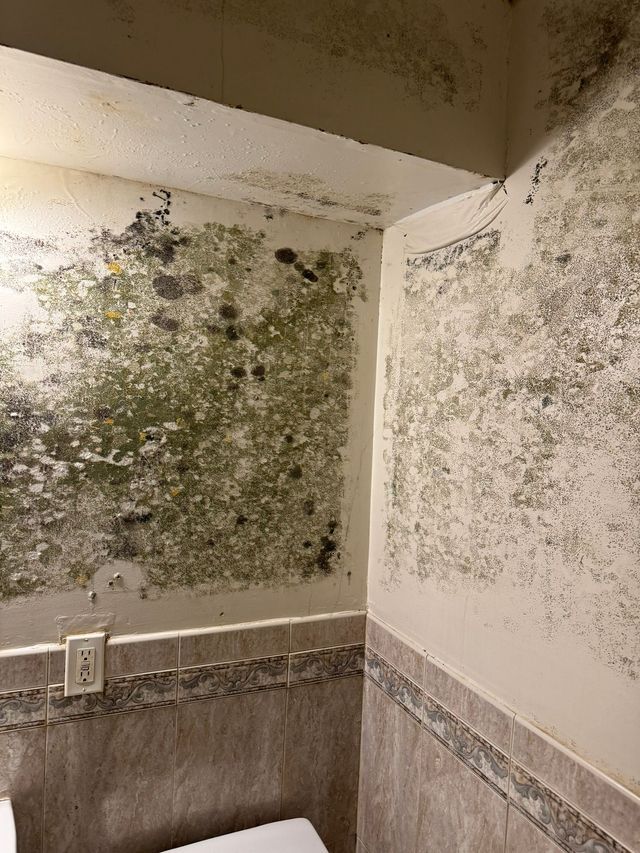 Mold-covered bathroom walls and mirror, with green-black mildew spreading across the white surfaces.