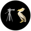 Birds of America