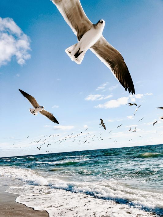 Seagulls flying over a sunny ocean shoreline with waves and a blue sky