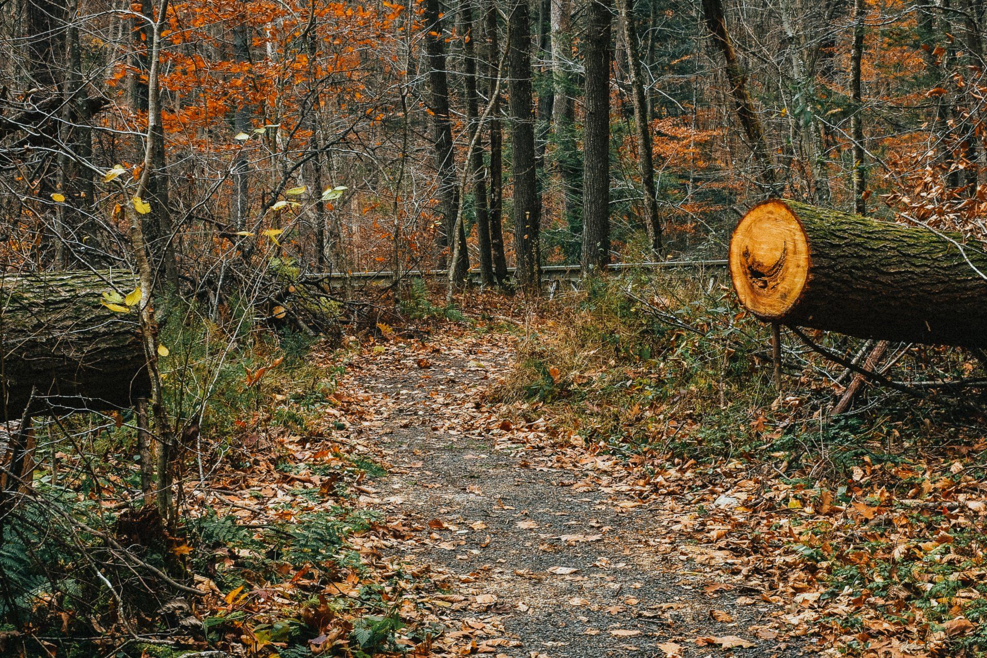 A log is laying on the ground in the middle of a forest.