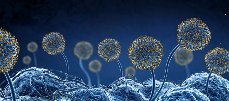 CIRS Mold Sickness Diagnosis & Treatment