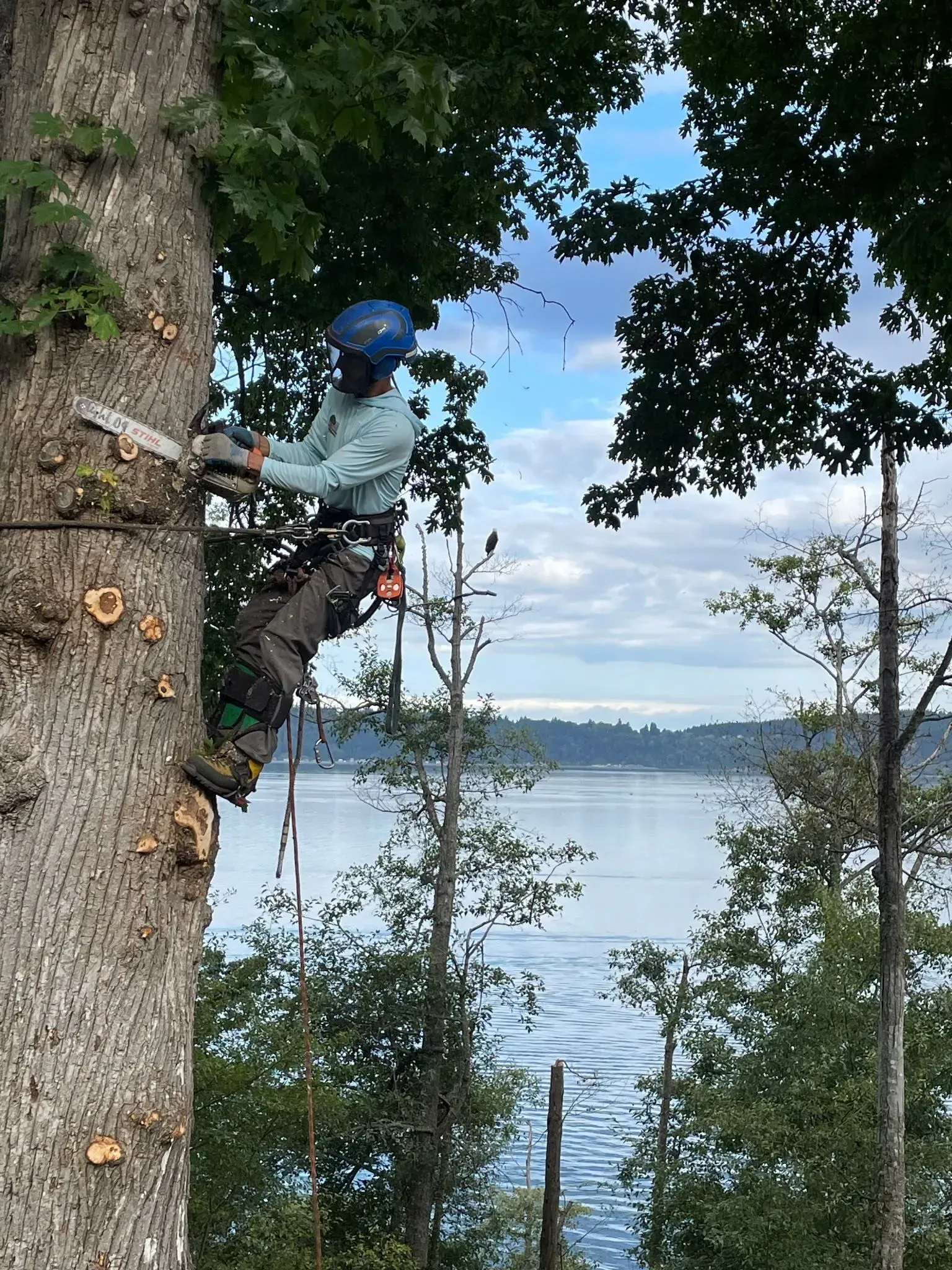 Climber in blue helmet scaling a tree beside a lake, with forest and sky in the background
