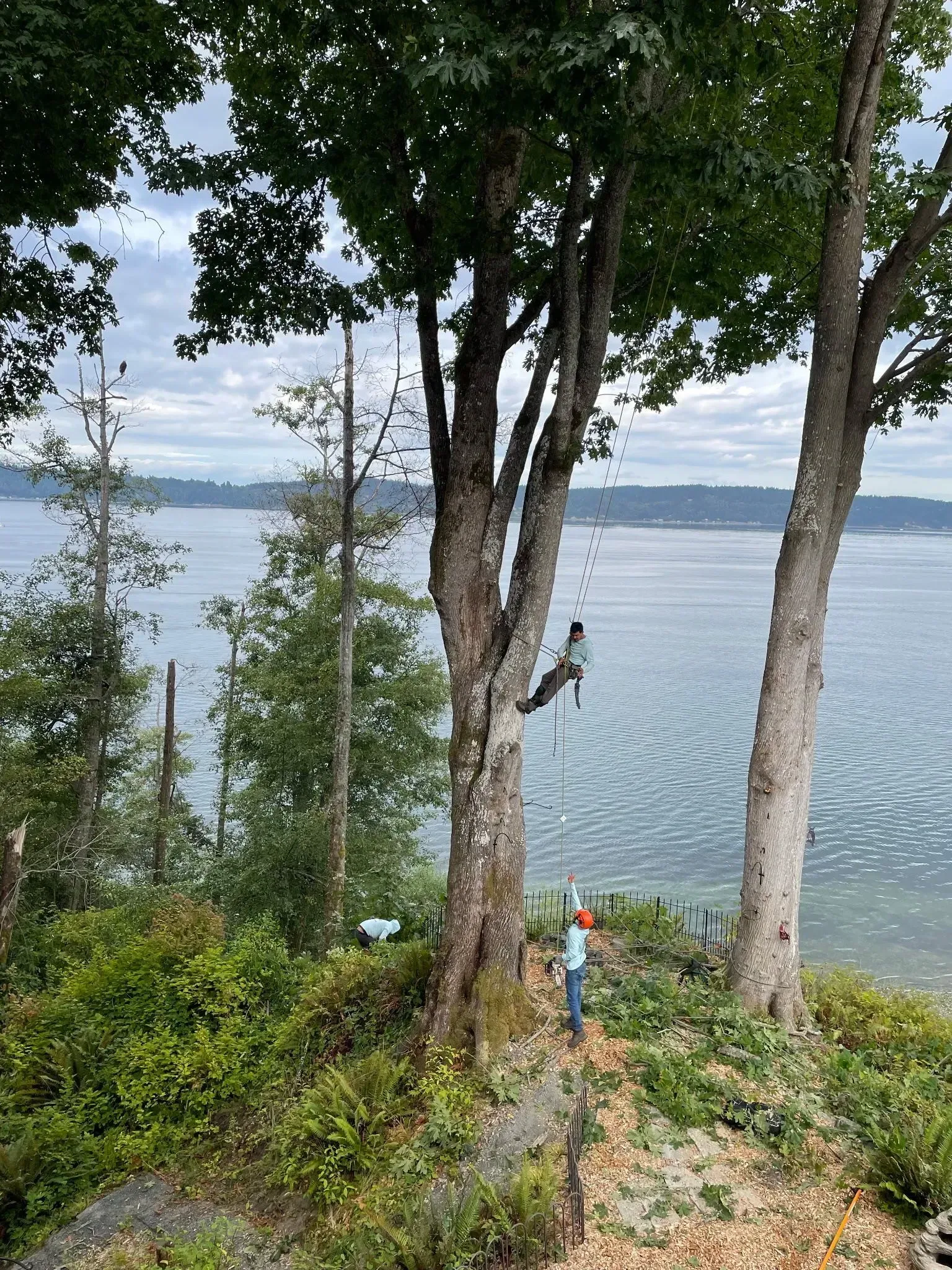 Two people climbing a tree by a lake, with tall trees and rocky shoreline in the foreground.