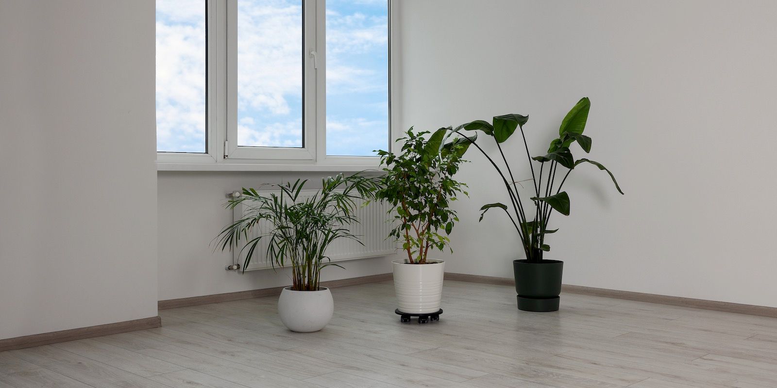Three potted plants in a room with a window, white walls, and a light-colored floor.