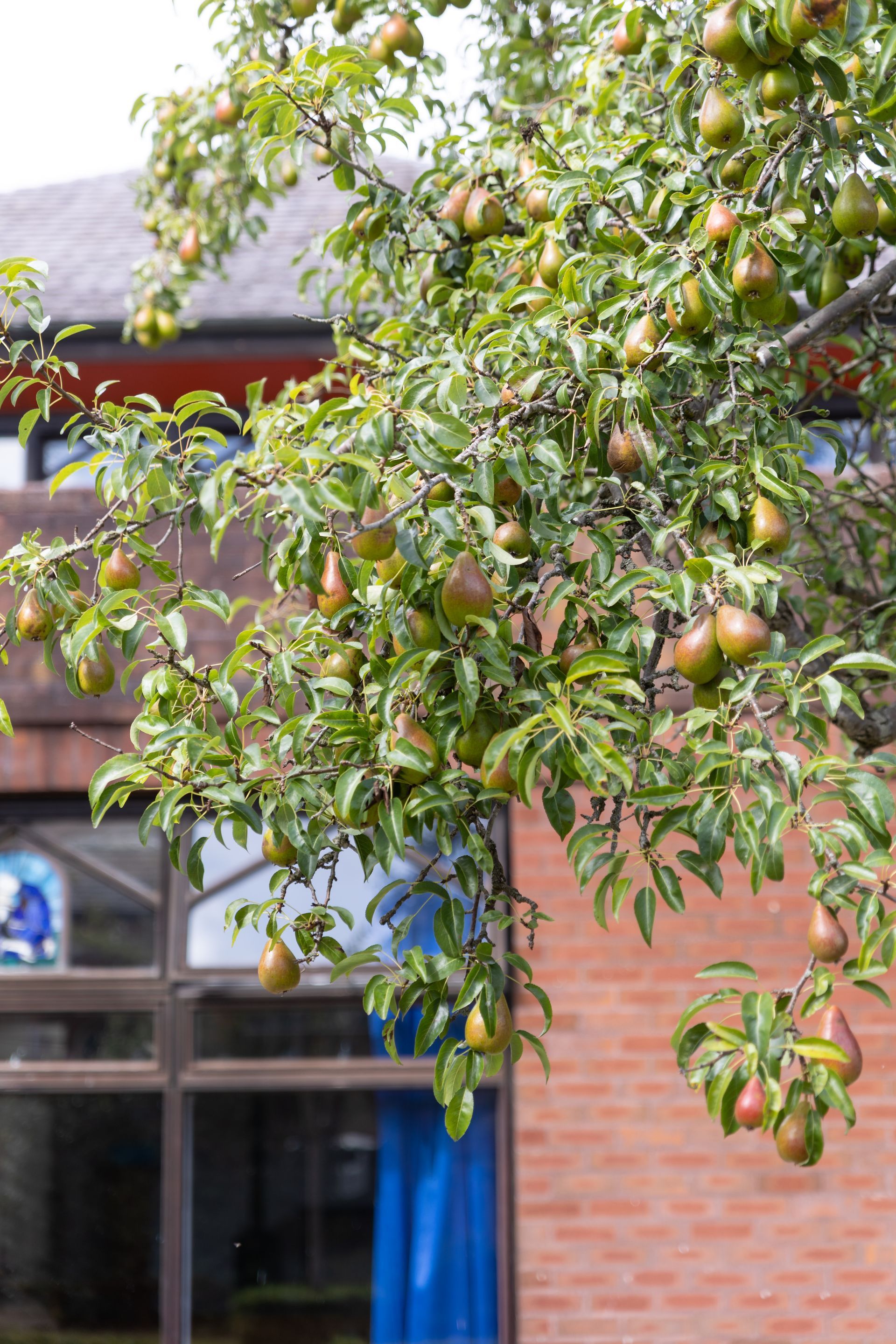 Tree branches with green leaves and apples in front of a brick building and blue awning