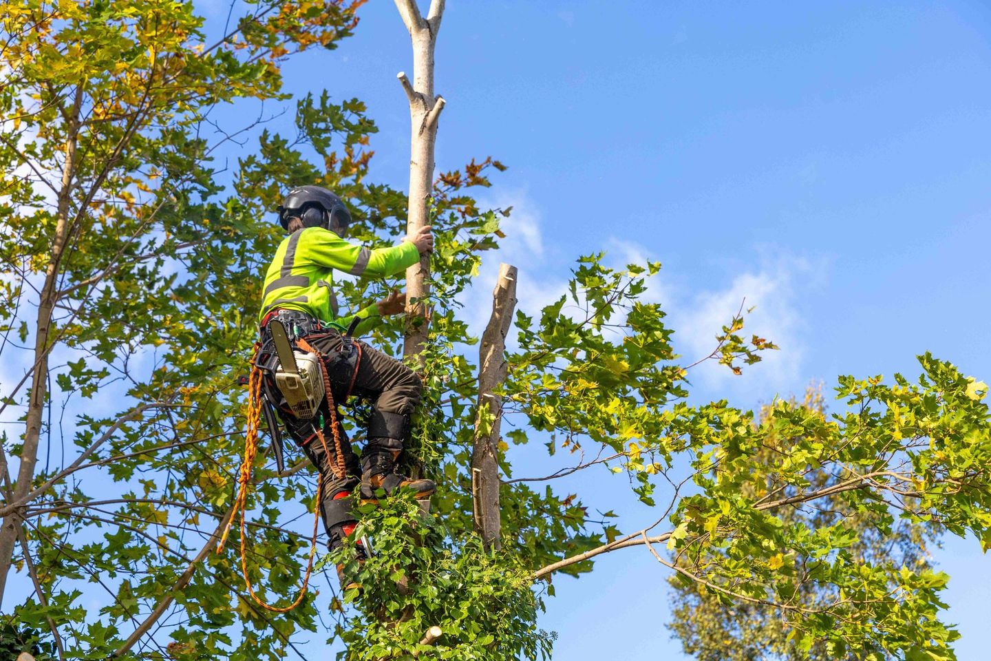 a man is climbing a tree with a chainsaw