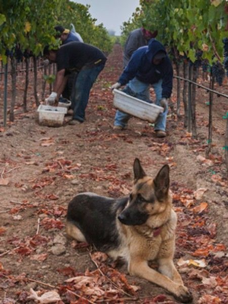 German Shepherd dog resting in a vineyard while workers harvest grapes.