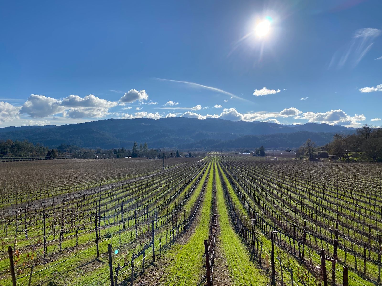 Vineyard rows under a bright sun, with mountains in the background. Green grass and blue sky.