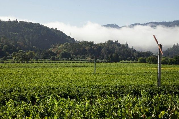 Vineyard with green plants and a small wind turbine against a backdrop of rolling hills and low clouds.