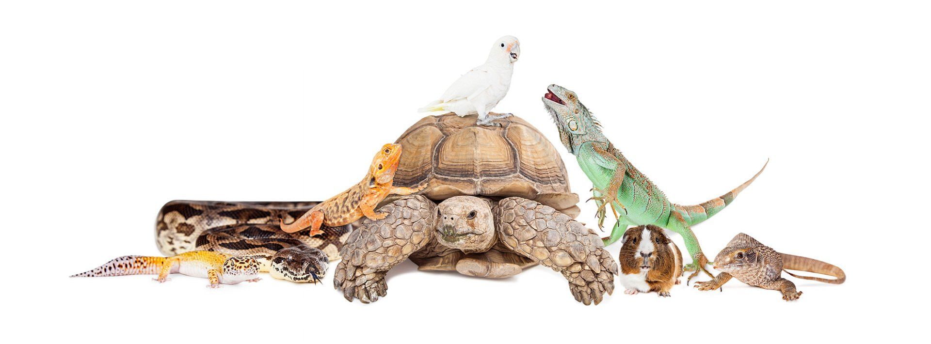 animali esotici e non convenzionali