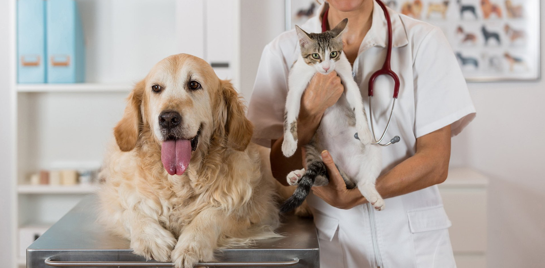 veterinaria con animali