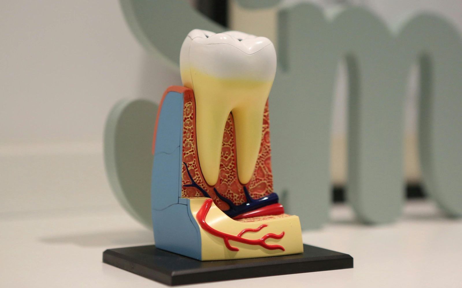 A model of a tooth is sitting on a table.