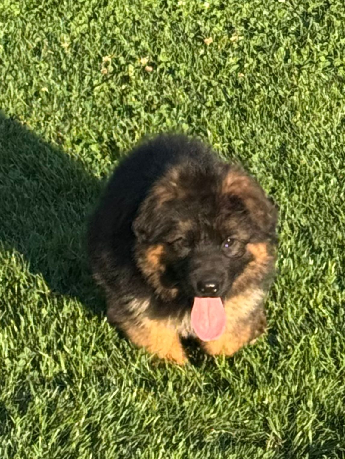 Fluffy german shepherd puppy sitting in green grass