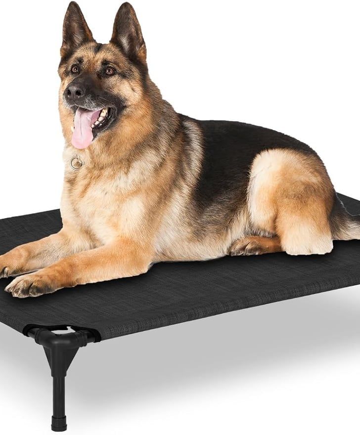 Resting on a black elevated pet bed