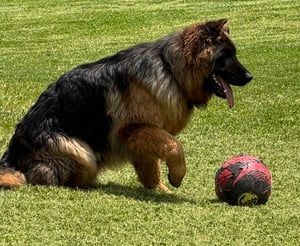 German shepherd dog on grass