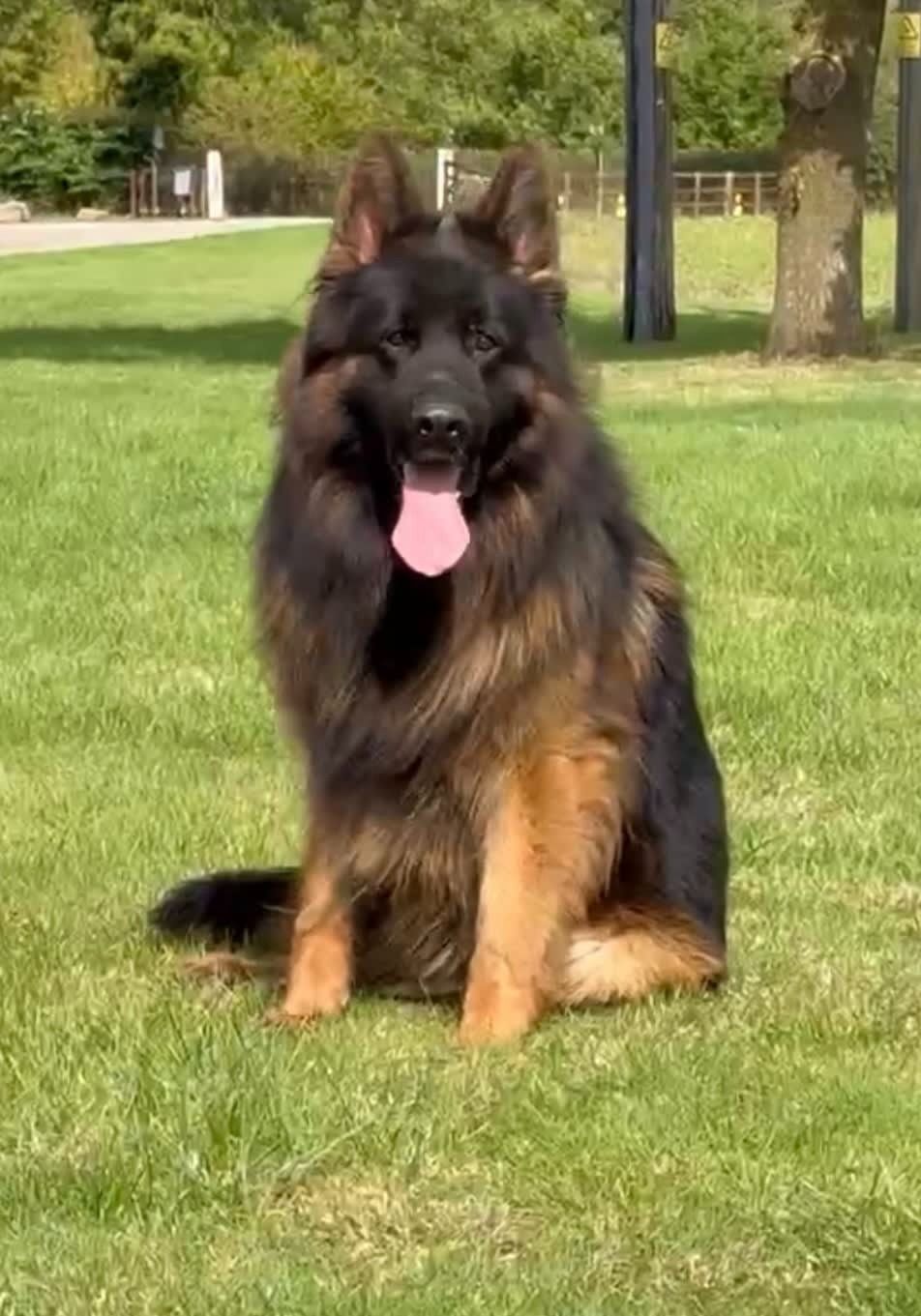 Black and tan long-haired german shepherd sitting on green grass