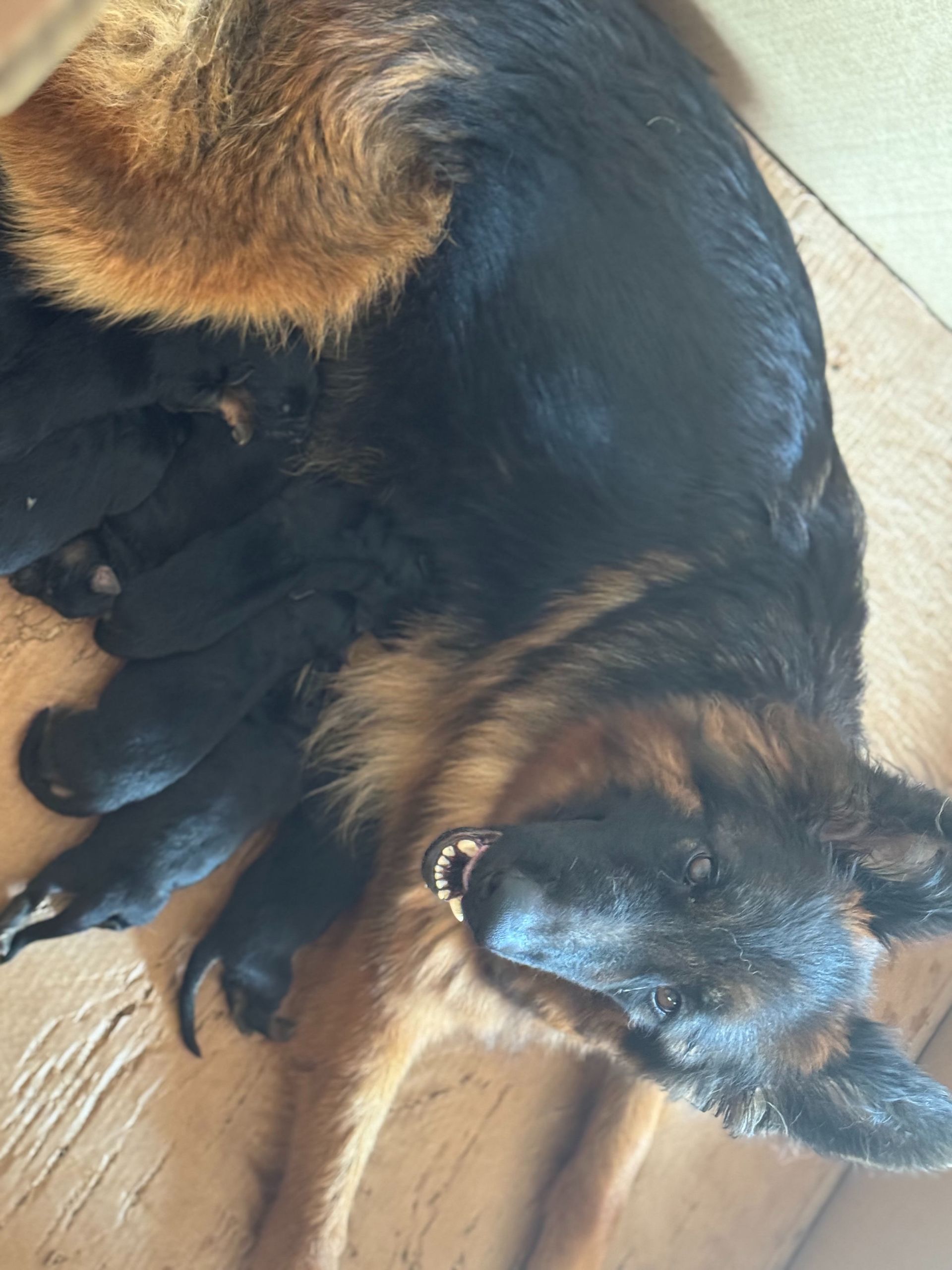 German shepherd dog nursing black puppies