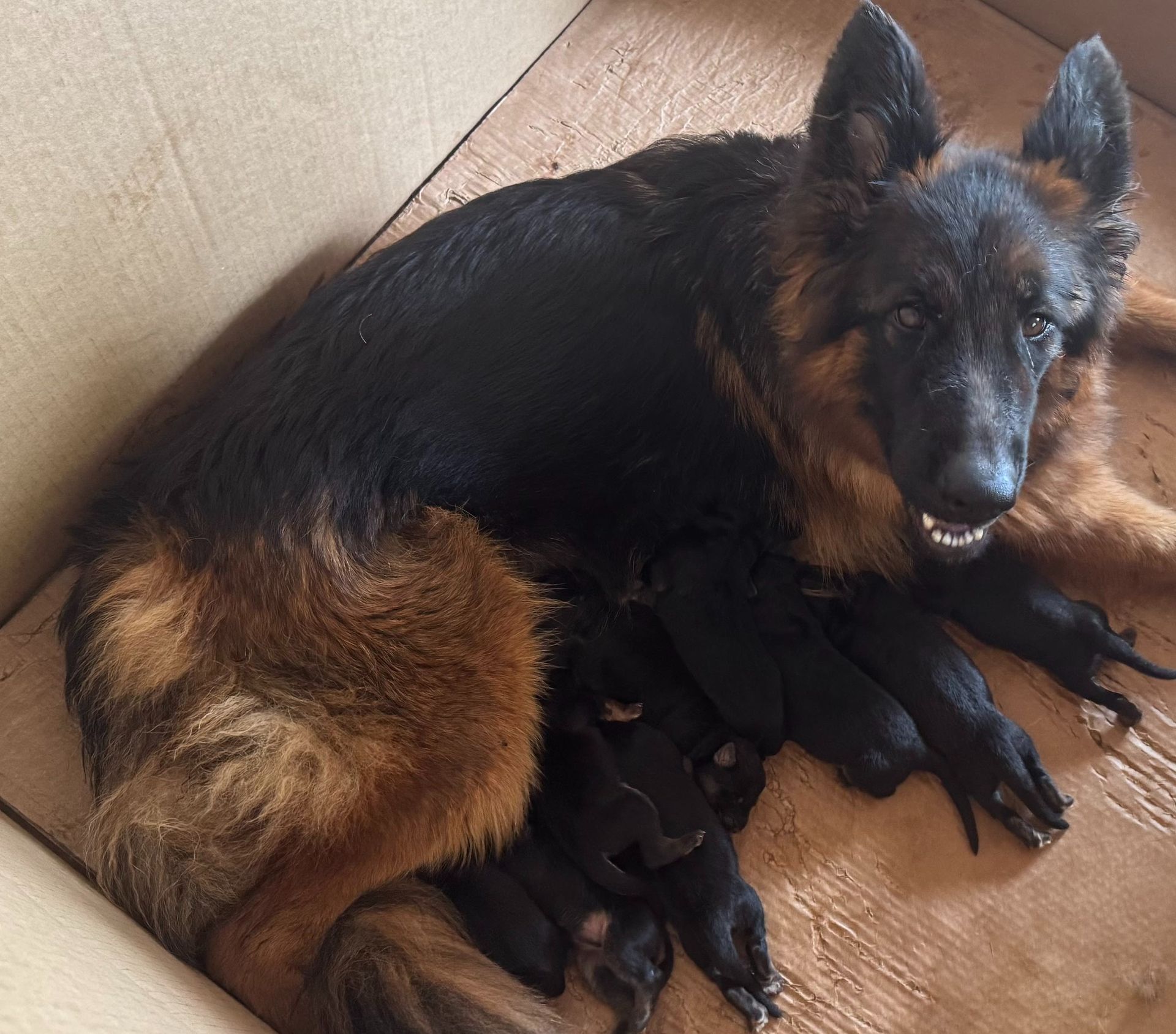 German shepherd nursing several black puppies in a cardboard box