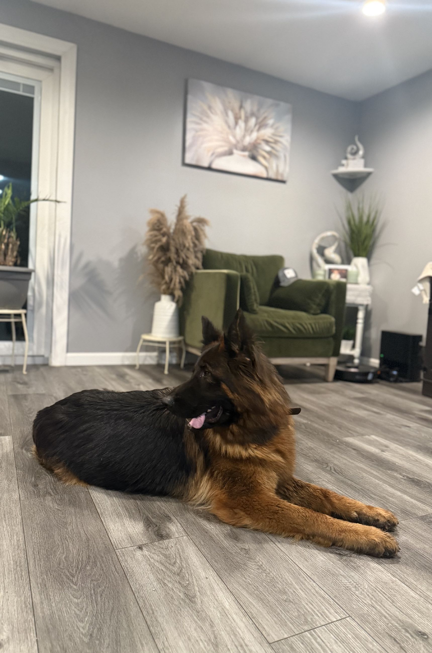 German shepherd dog resting on a wood-look floor