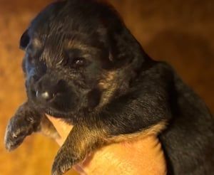 Newborn puppy held in a hand