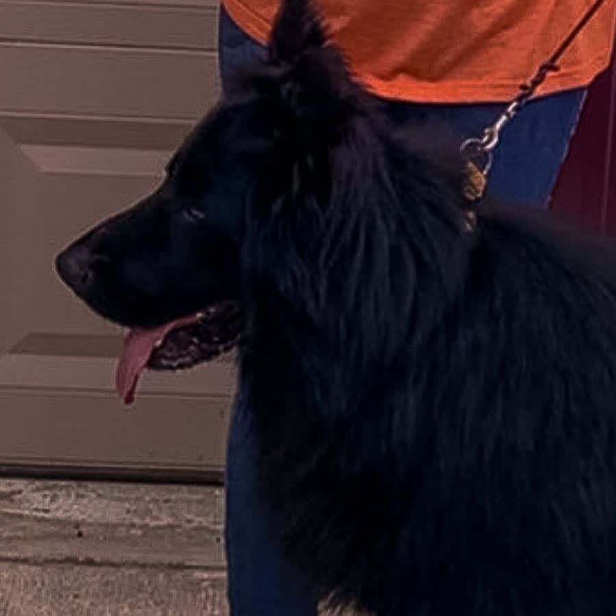 Black german shepherd with long fur