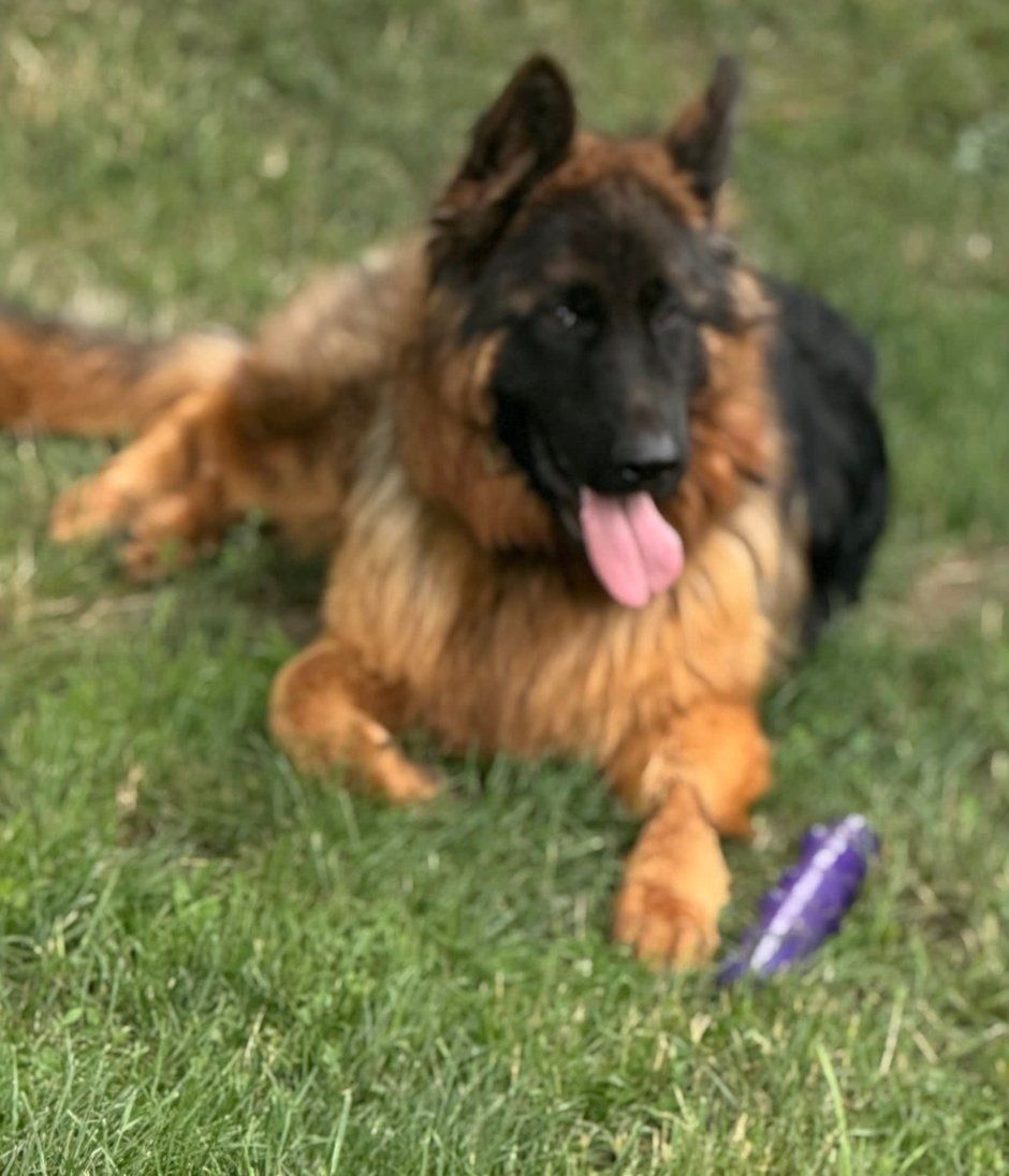 German shepherd dog with black and tan fur laying on green grass