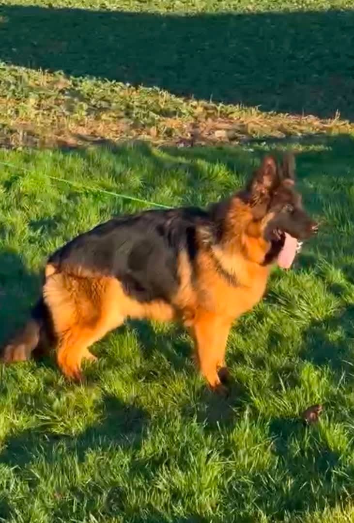 German shepherd dog standing