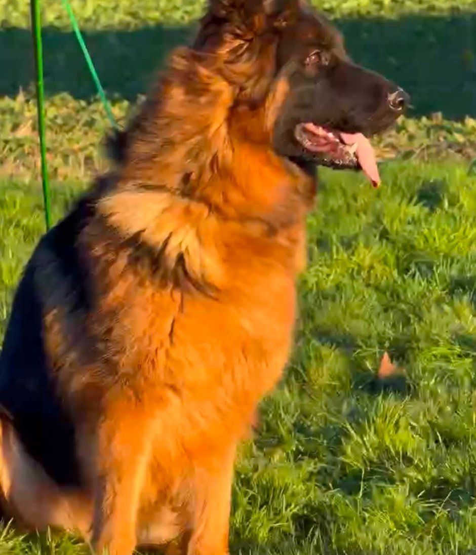 German shepherd with long