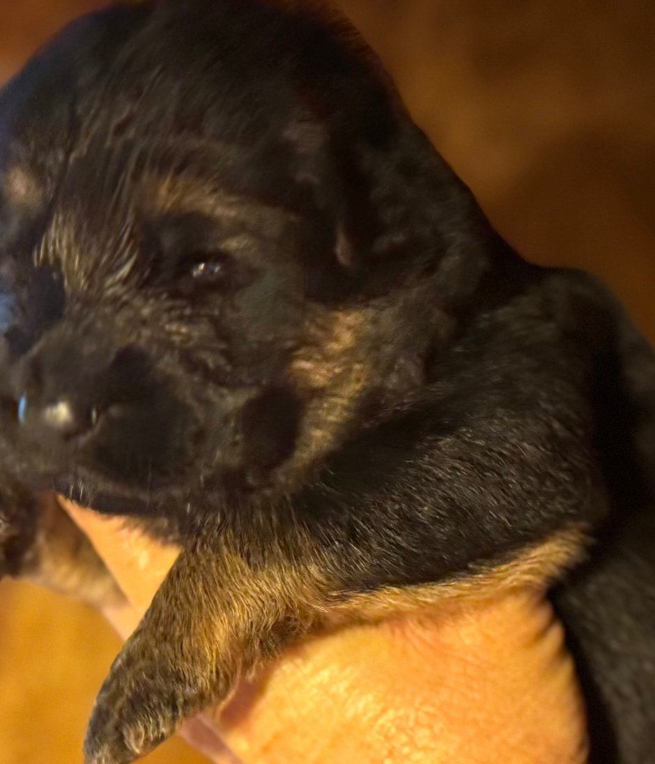 Newborn puppy with black and tan fur being held by a person