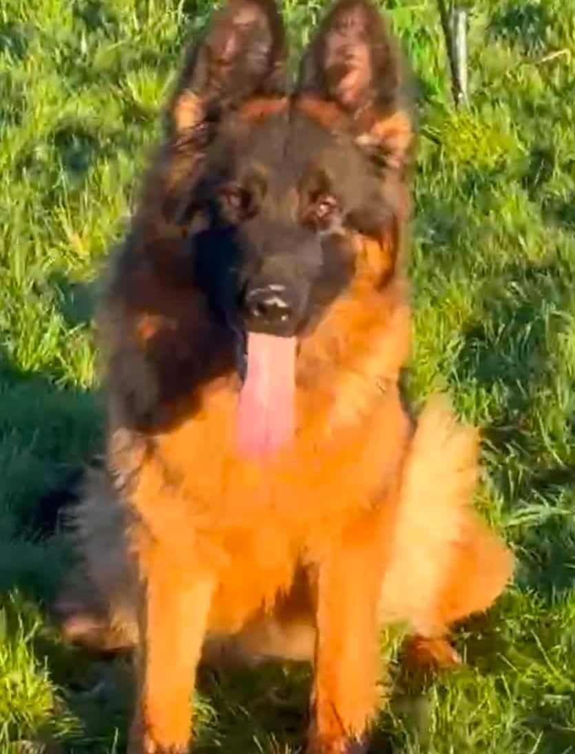 German shepherd dog with a long