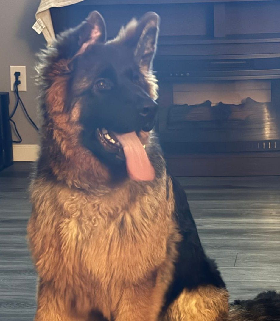 German shepherd dog with a happy expression