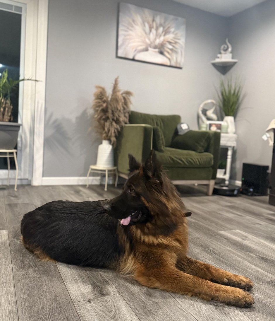 German shepherd dog resting on a gray floor in a living room
