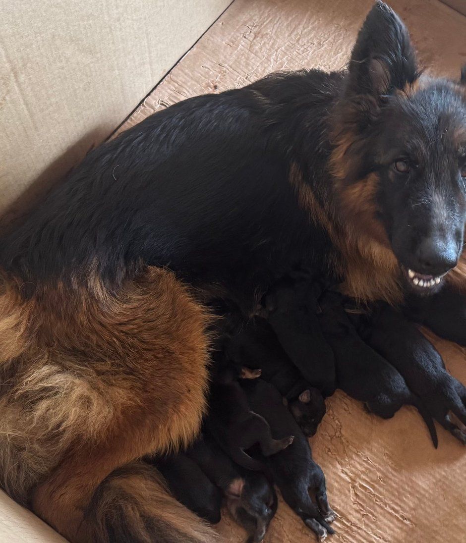 German shepherd dog nursing her dark puppies