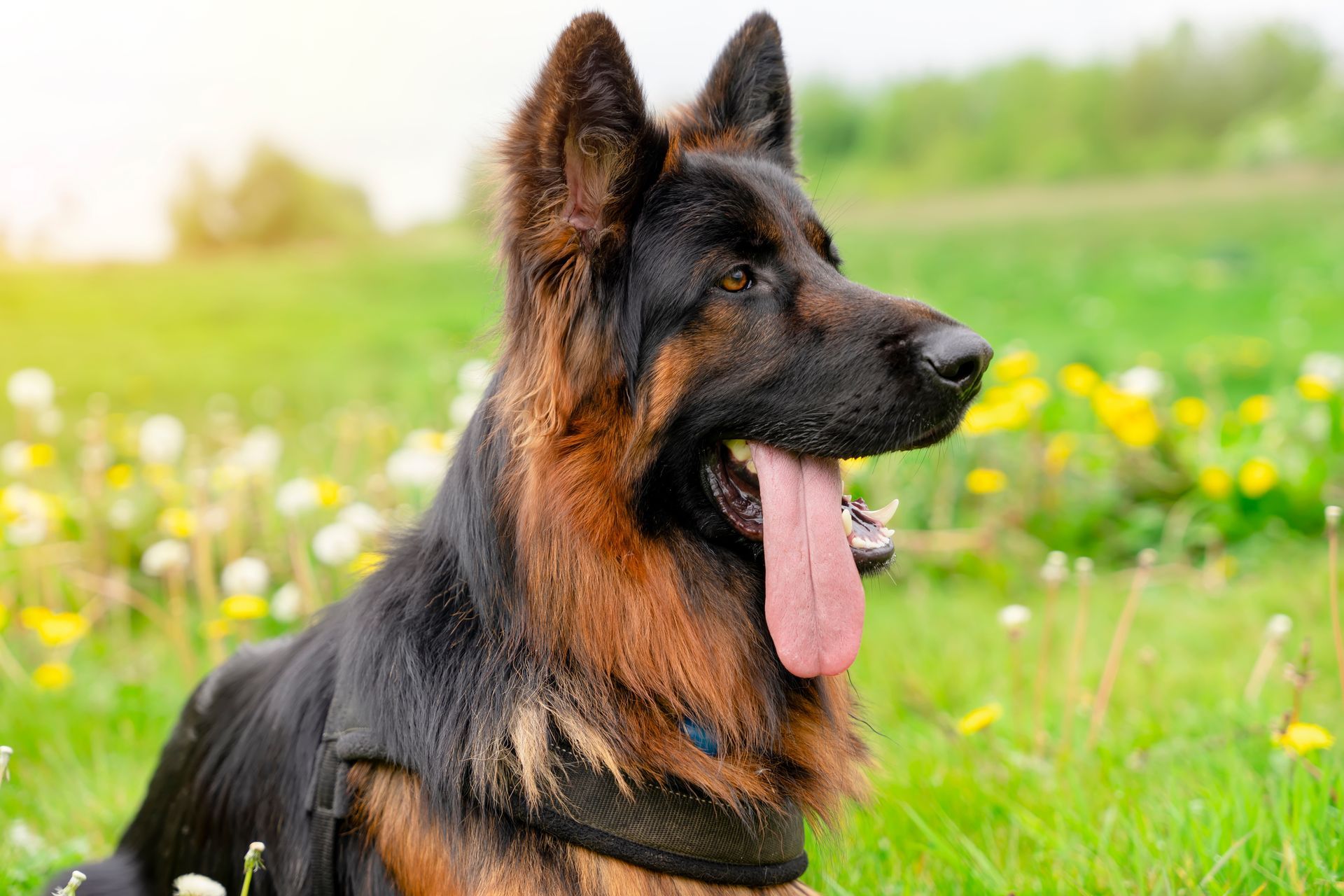 German shepherd dog playing