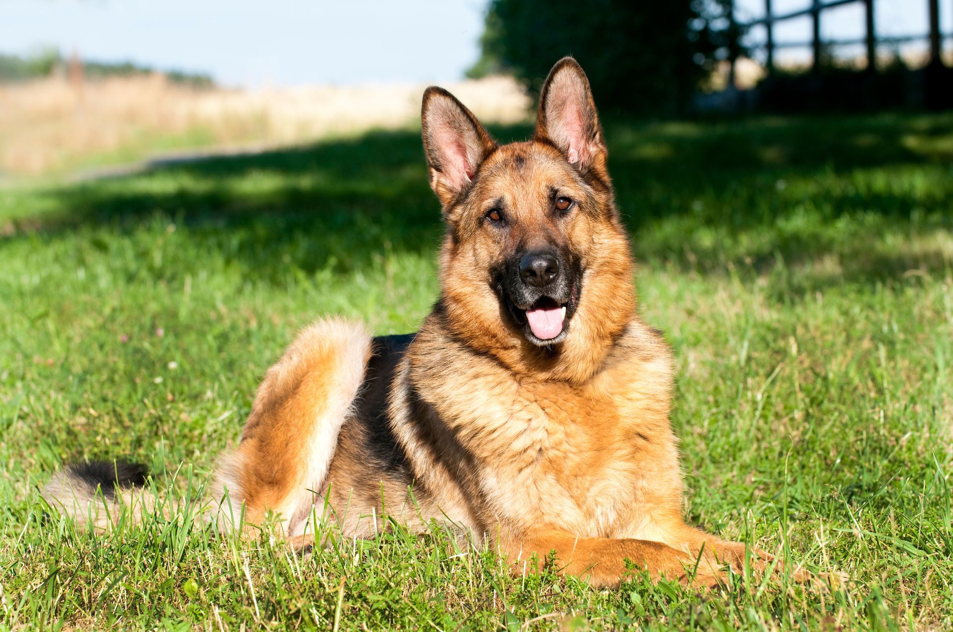 German shepherd dog lying in green grass,