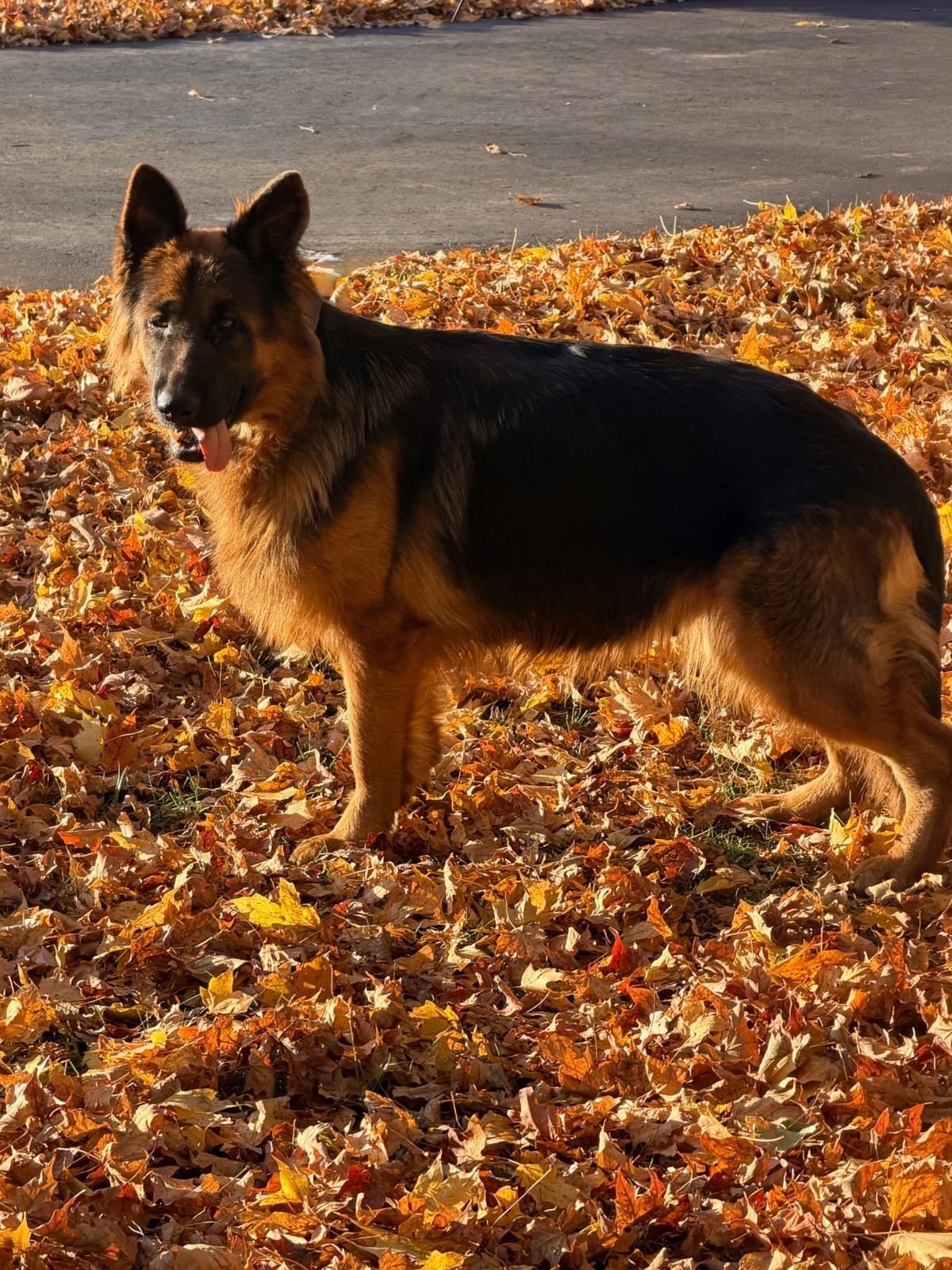 German shepherd dog with black and tan fur