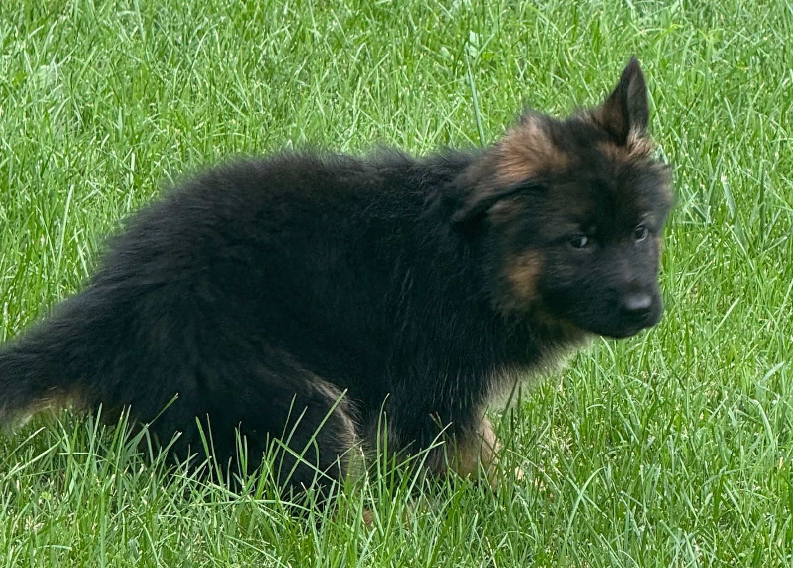 Black and tan German Shepherd puppy sitting in green grass, looking alert.