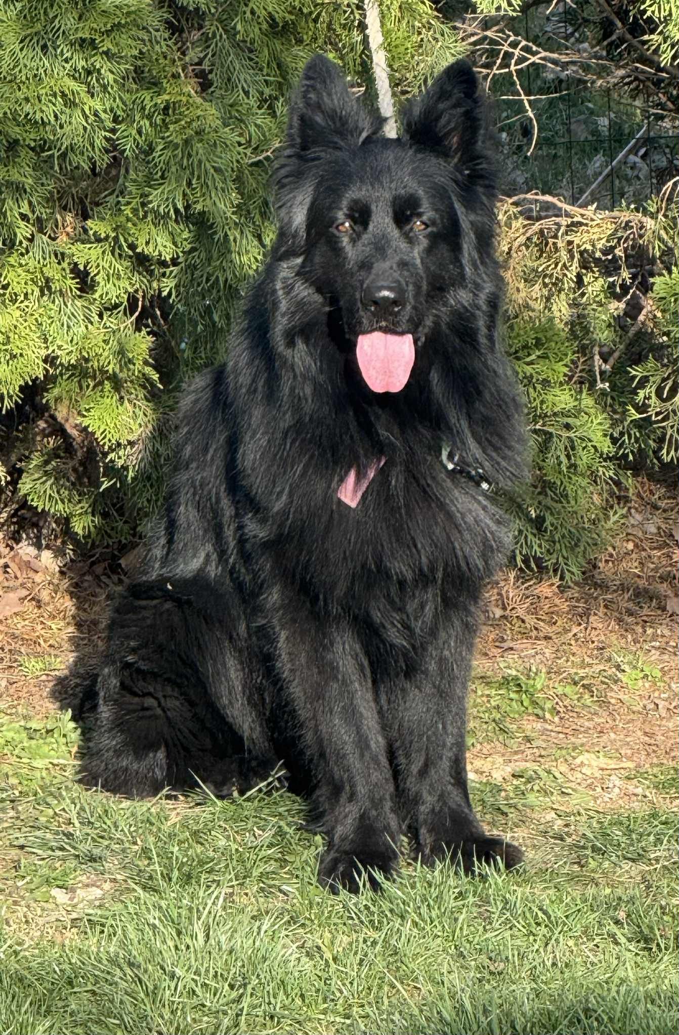 Black fluffy dog with tongue out