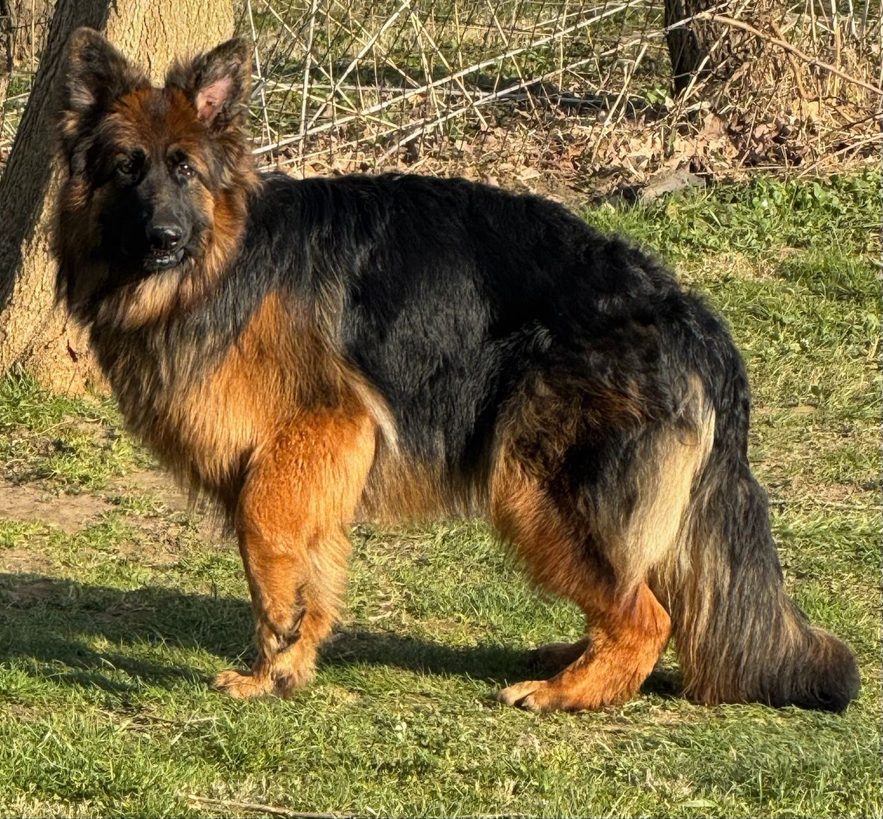 Dog lying on a gray wood floor
