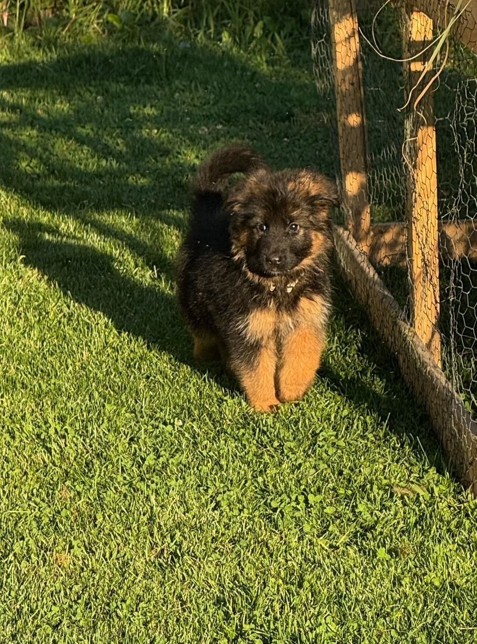 Black puppies huddled together on green turf