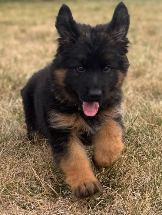 Newborn puppy held in a hand