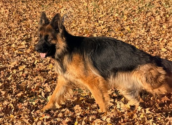 German Shepherd dog in autumn leaves, black and tan fur, outdoors.