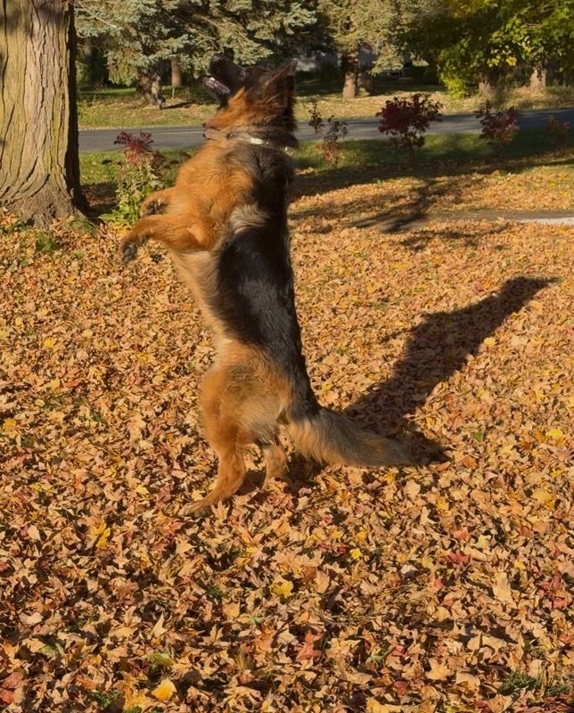 German shepherd dog standing in grassy yard